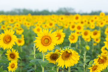 Obraz premium Sunflower fields