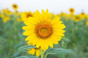Fototapeta premium Sunflower fields