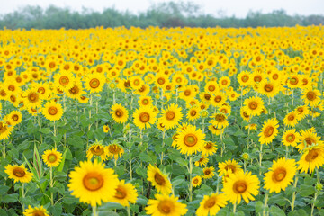 Fototapeta premium Sunflower fields