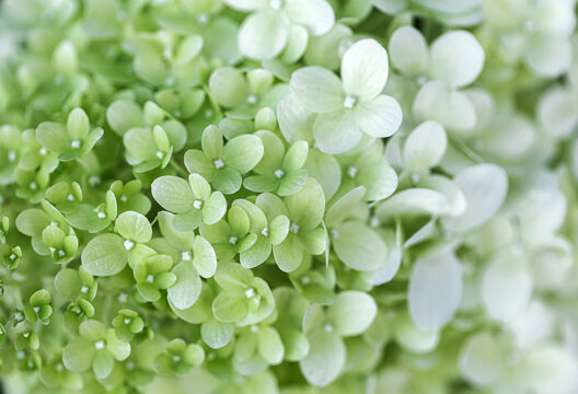 Background of hydrangea green flower