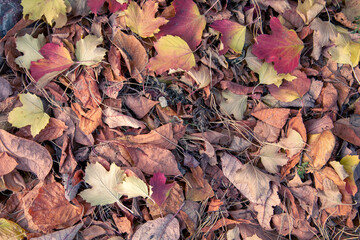Autumn background from dry autumn leaves. The texture of the leaves.