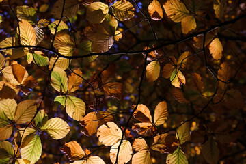 Hojas de un haya en otoño