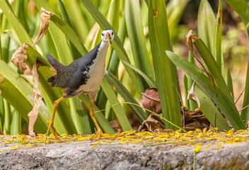 White Chested Water hen with food in its mouth