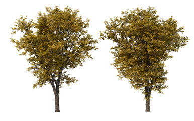 Autumn trees on a white background