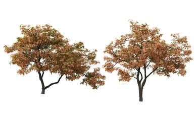 Autumn trees on a white background