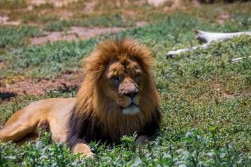 Close-up view of the Barbary lion lying on the green field on a sunny day