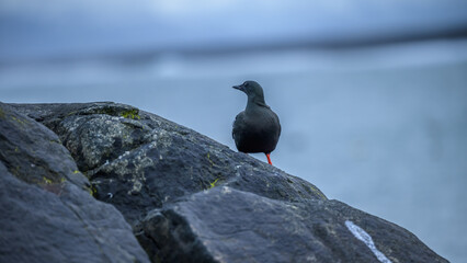 Fratercula arctica, puffin ; Birds of Iceland