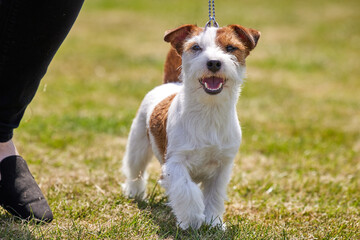 A tan and white Jack Russell Terrier taking part in an outdoors dog show, looking straight at the camera.