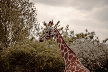 Closeup of a giraffe's head against green trees in a zoo