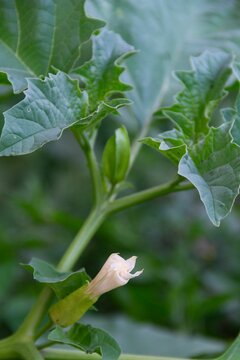 datura ferox flowering plant