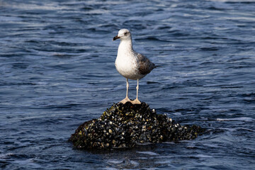 Seagull bird on the lake. Seagull in the water. Water life and wildlife. Birds flying and swims.
