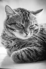 Portrait of a tired tabby cat. Close up. Black and white