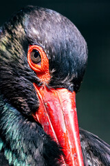 Black stork. Bird and birds. Birdwatching and photo. Wildlife and zoology.