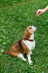 Smart dog training, beagle sits on the grass.
