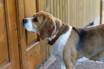 Drive the pet out the door, the beagle is waiting for the owner. Lost dog.