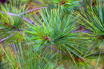 close up of pine needles