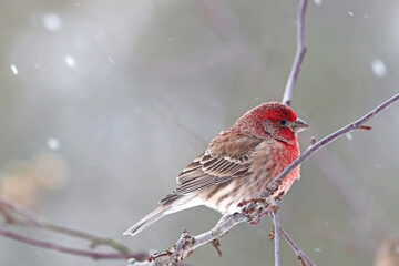 Male house finch (Haemorhous mexicanus) in winter
