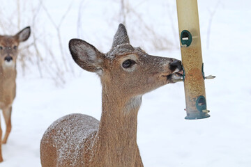 White-tailed deer (Odocoileus virginianus) in winter