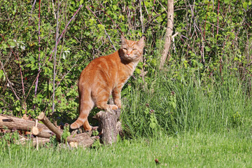 Domestic shorthair classic red tabby cat outdoors
