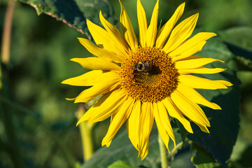 Close-up of a bright yellow blooming sunflower with a bee pollinating in Hesse/Germany