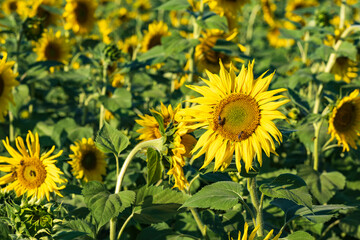 View of a field with bright yellow blooming sunflowers in Hesse/Germany