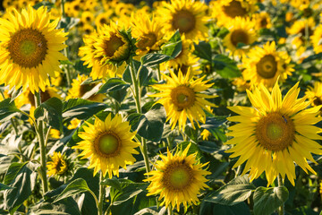 Naklejka premium View of a field with bright yellow blooming sunflowers in Hesse/Germany