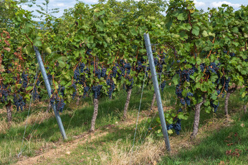 Fototapeta na wymiar View of a few rows of a vineyard in Rheinhessen/Germany with ripe blue grapes