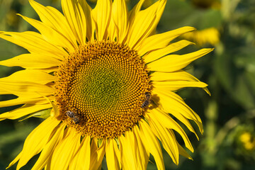 Obraz premium Close-up of a bright yellow blooming sunflower with a bee pollinating in Hesse/Germany