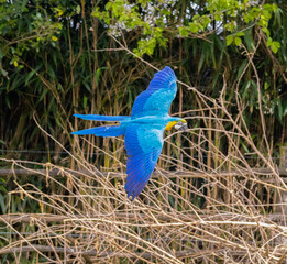 Beautiful macaw with colorful plumage flying