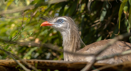 Close-up of a beautiful brazilian bird called Seriema or Cariama Cristata