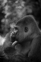 Vertical grayscale portrait of a western gorilla thinking © Dominick Montano/Wirestock Creators