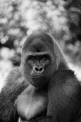 Vertical grayscale portrait of a western gorilla outdoors © Dominick Montano/Wirestock Creators
