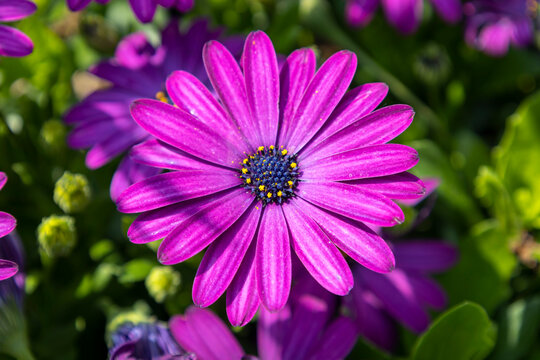 Close-up of a beautiful Flower of Osteospermum ecklonis or Dimorphotheca ecklonis or Cape marguerite with an intense purple color