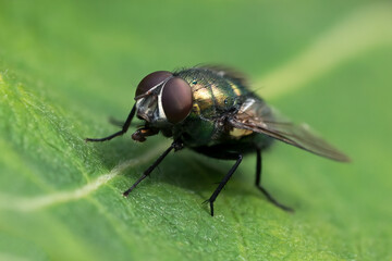 Macro of common green bottle fly seen obliquely from the front with very sharp compound eyes...