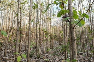 Teak wood forest in Indonesia