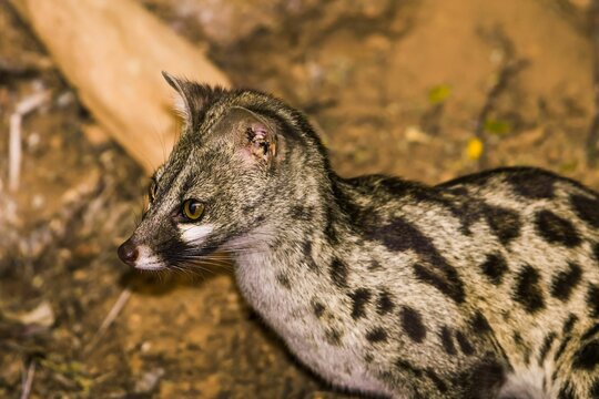 Closeup of a rusty-spotted genet, Genetta maculata.