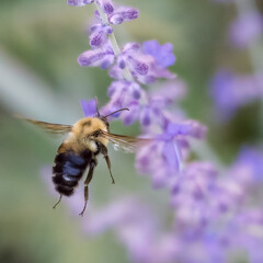 Bee foraging