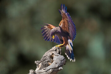 Harris's Hawk (Parabuteo unicinctus) in Landing Mode