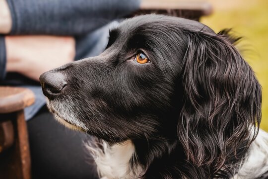 Closeup of large Munsterlander dog's profile.
