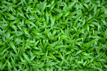 Fresh green Grass Background View of Natural Park Field. Green Grass Growing on Outdoor Empty Lawn, Vibrant Summer Nature View. Bright Colorful Green Grass Pattern .