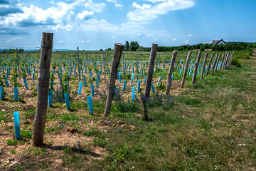 Vineyard With Freshly Planted Grapevines In Dry Summer Landscape Near Lake Balaton And Peninsula...