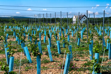 Vineyard With Freshly Planted Grapevines In Dry Summer Landscape Near Lake Balaton And Peninsula...