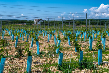 Vineyard With Freshly Planted Grapevines In Dry Summer Landscape Near Lake Balaton And Peninsula...
