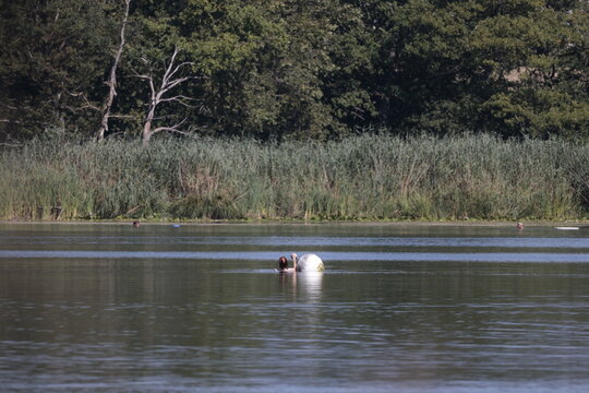 boje schwimmer schifffahrt burg&auml;schisee schweizer gew&auml;sser