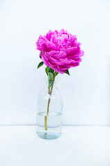A beautiful pink peony in transparant glass bottle on a white table background.