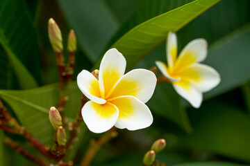 Fototapeta na wymiar A beautiful lush frangipani planted in the garden