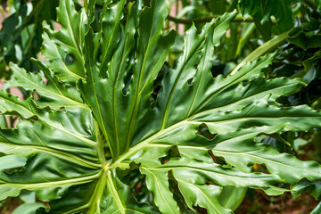 Obraz premium Close-up of lush spring feather leaves planted in the park