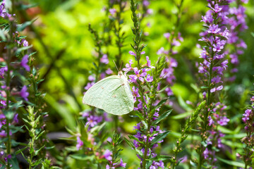 A butterfly is parked on a finch flower in the garden