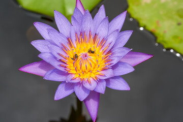 Close-up of water lilies grown in a lotus pond in the garden