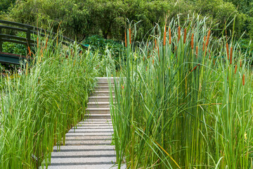 Obraz premium Recreational beautiful plants and trail view in the park